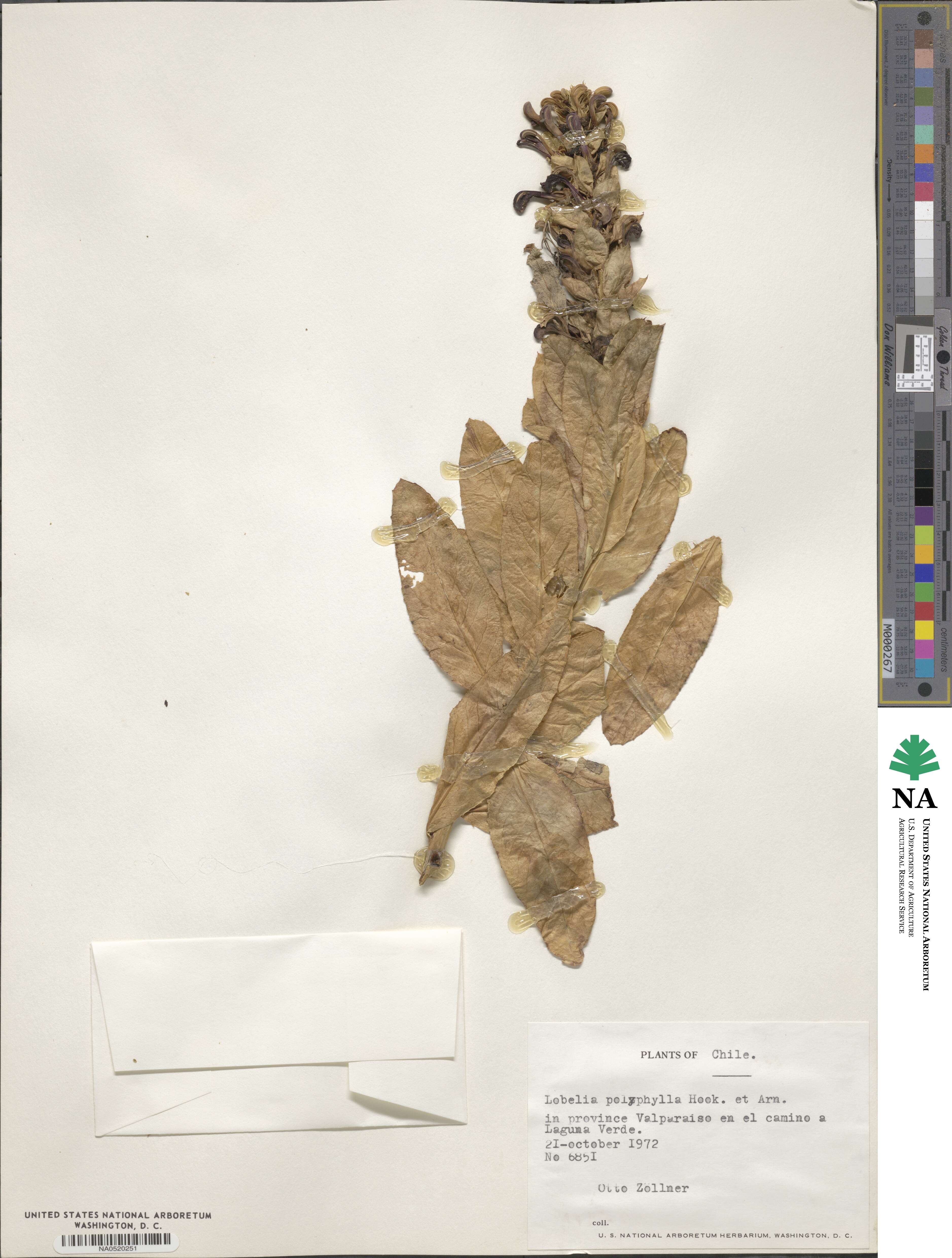 Lobelia polyphylla image