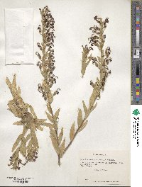 Lobelia polyphylla image