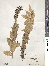 Lobelia polyphylla image