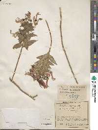 Lobelia laxiflora image