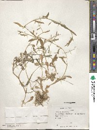 Lobelia anceps image