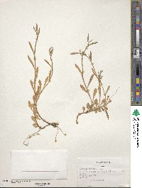 Lobelia anceps image