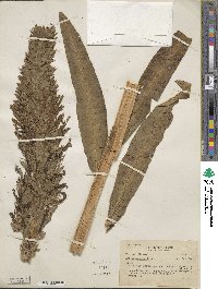 Image of Lobelia fistulosa