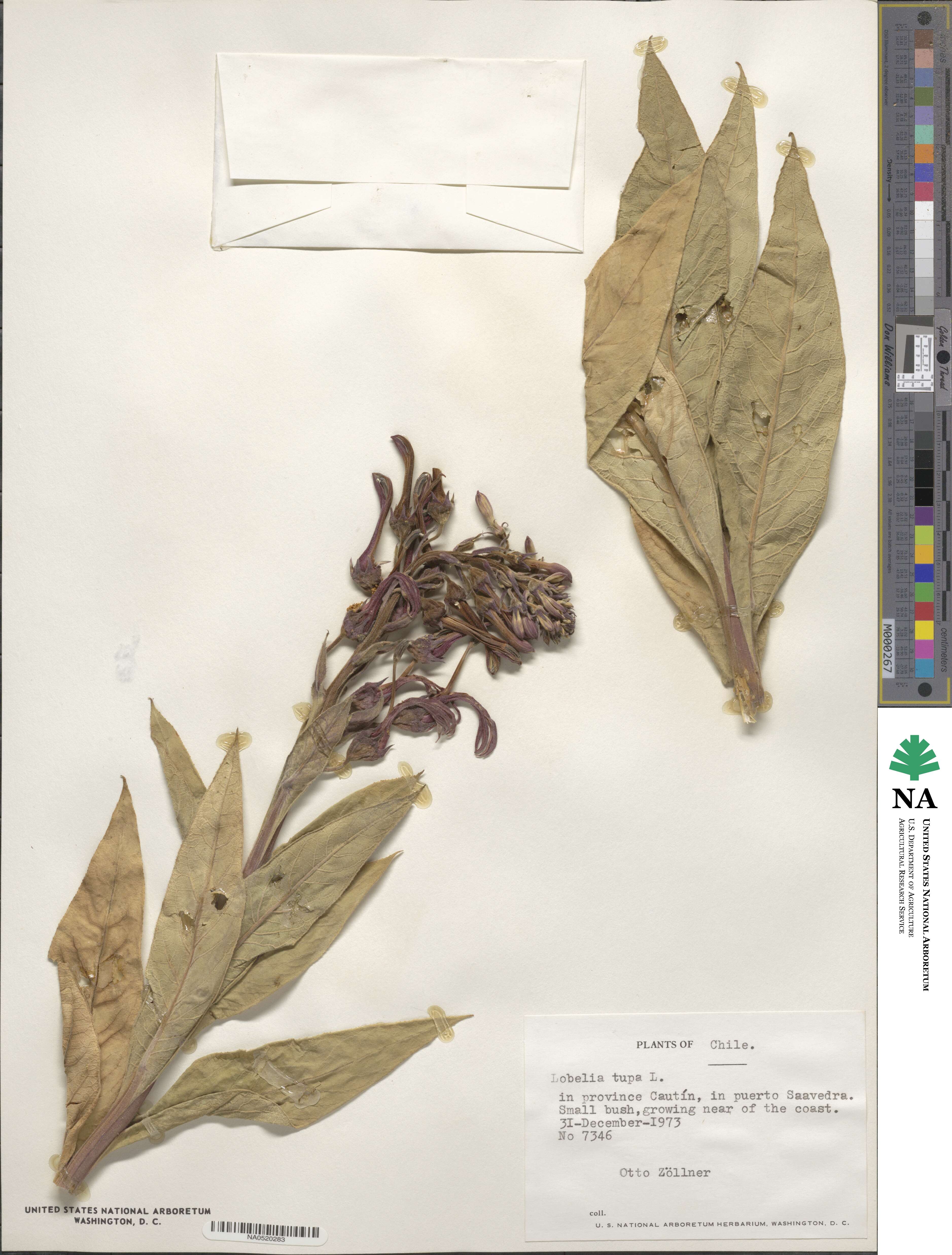Lobelia tupa image