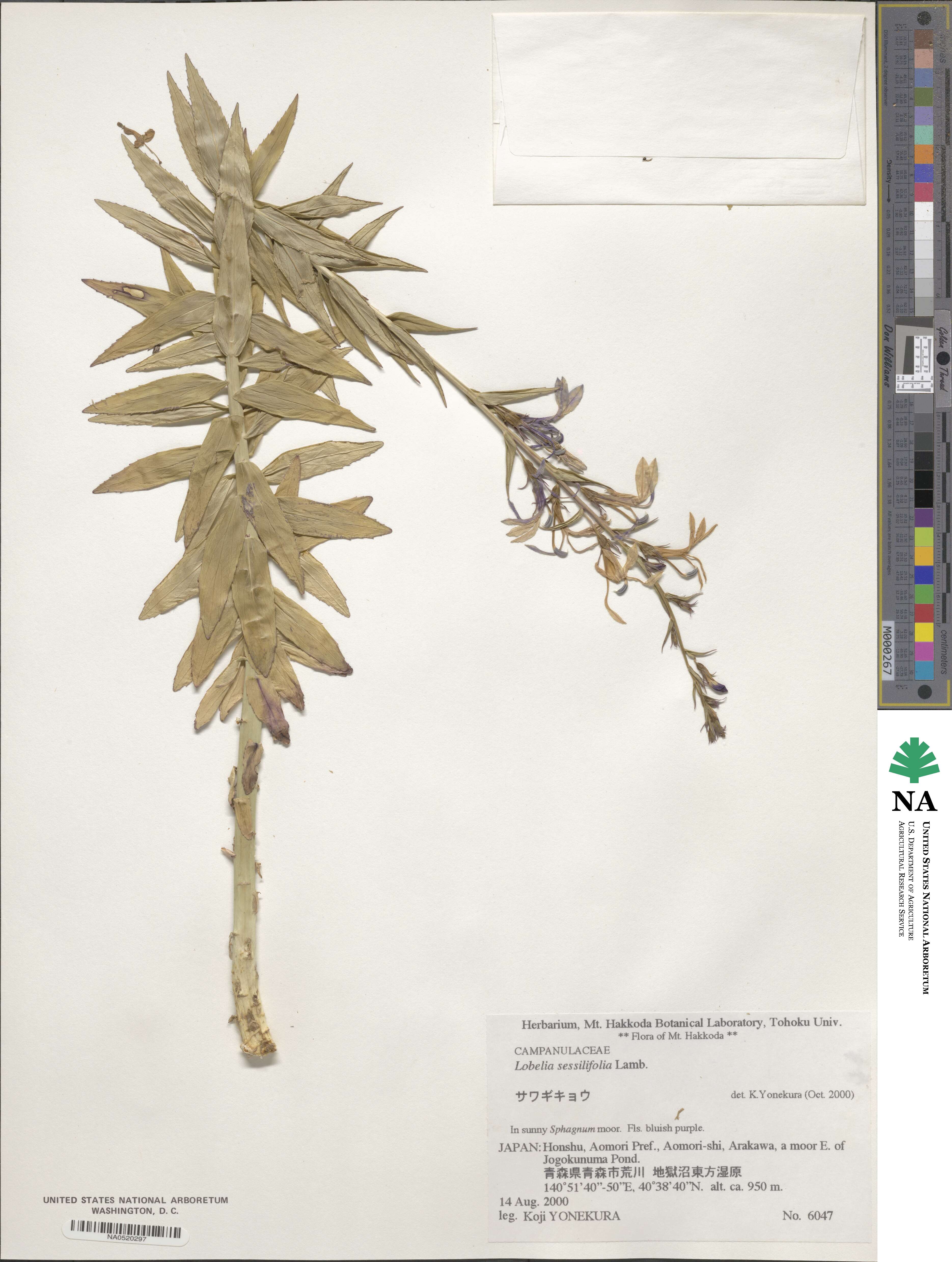 Lobelia sessilifolia image