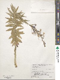 Lobelia sessilifolia image