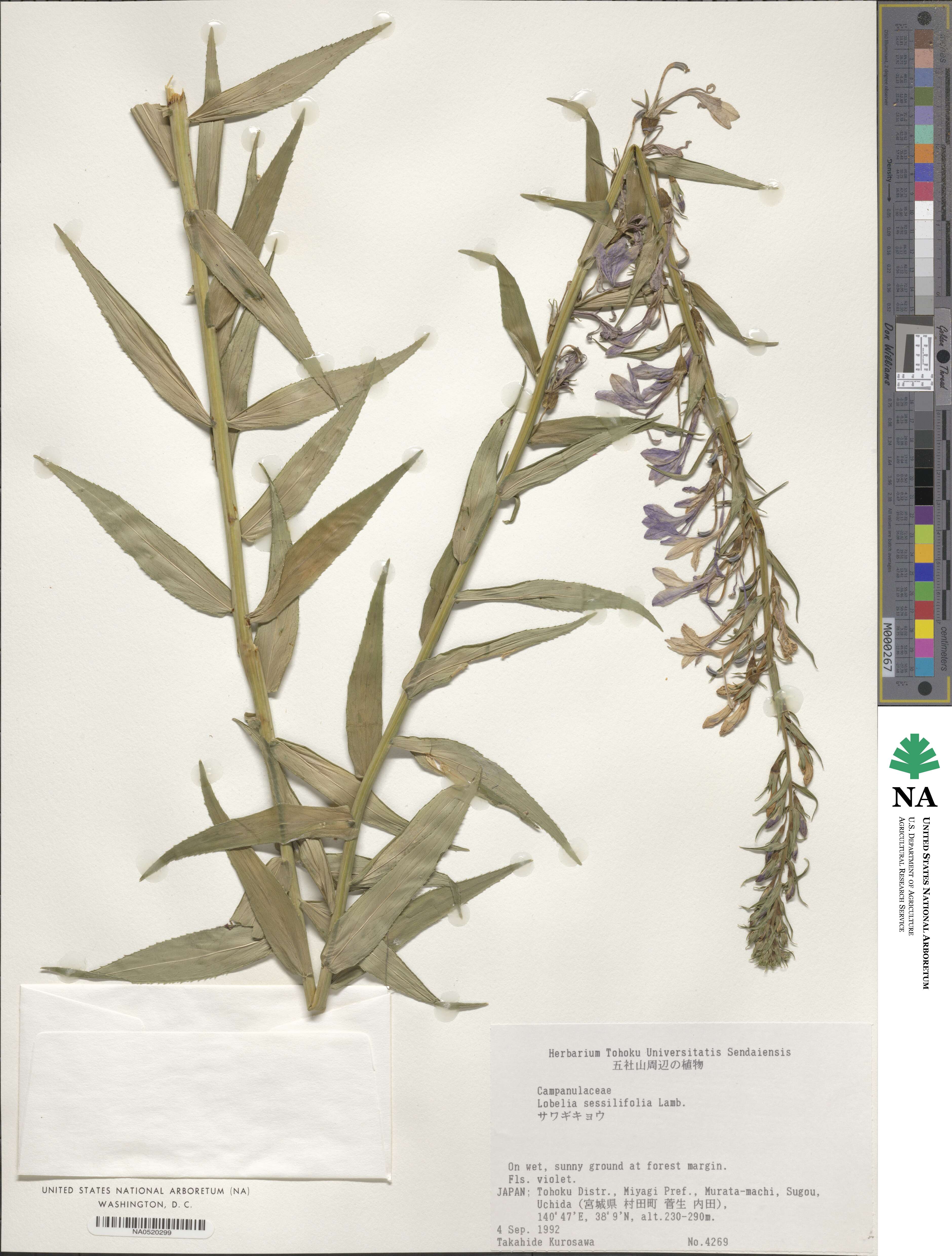 Lobelia sessilifolia image