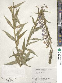 Lobelia sessilifolia image