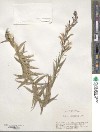 Lobelia sessilifolia image