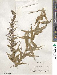 Lobelia sessilifolia image