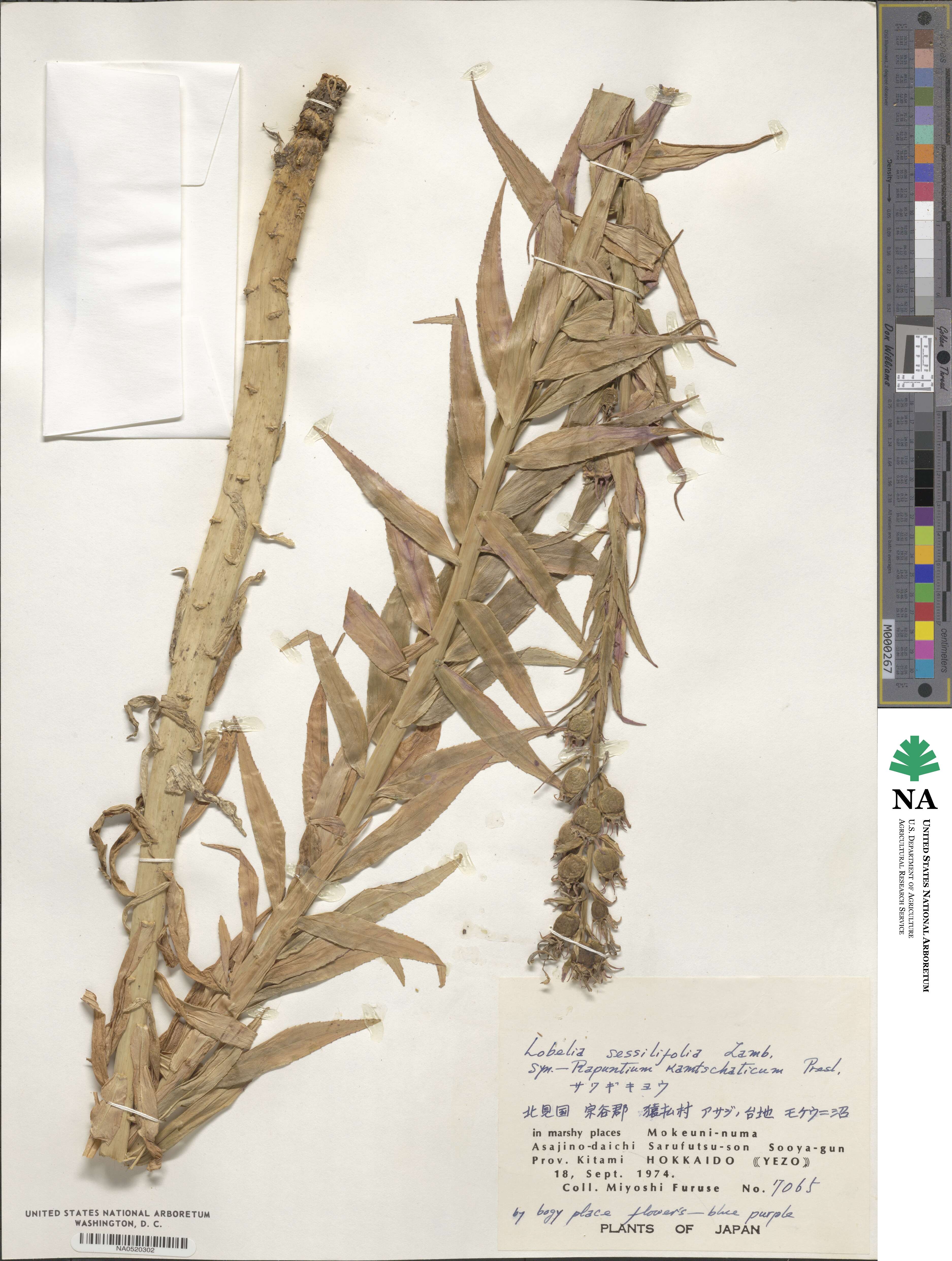 Lobelia sessilifolia image