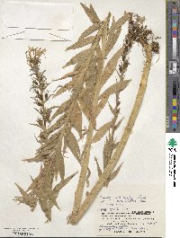 Lobelia sessilifolia image