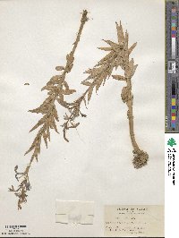 Lobelia sessilifolia image