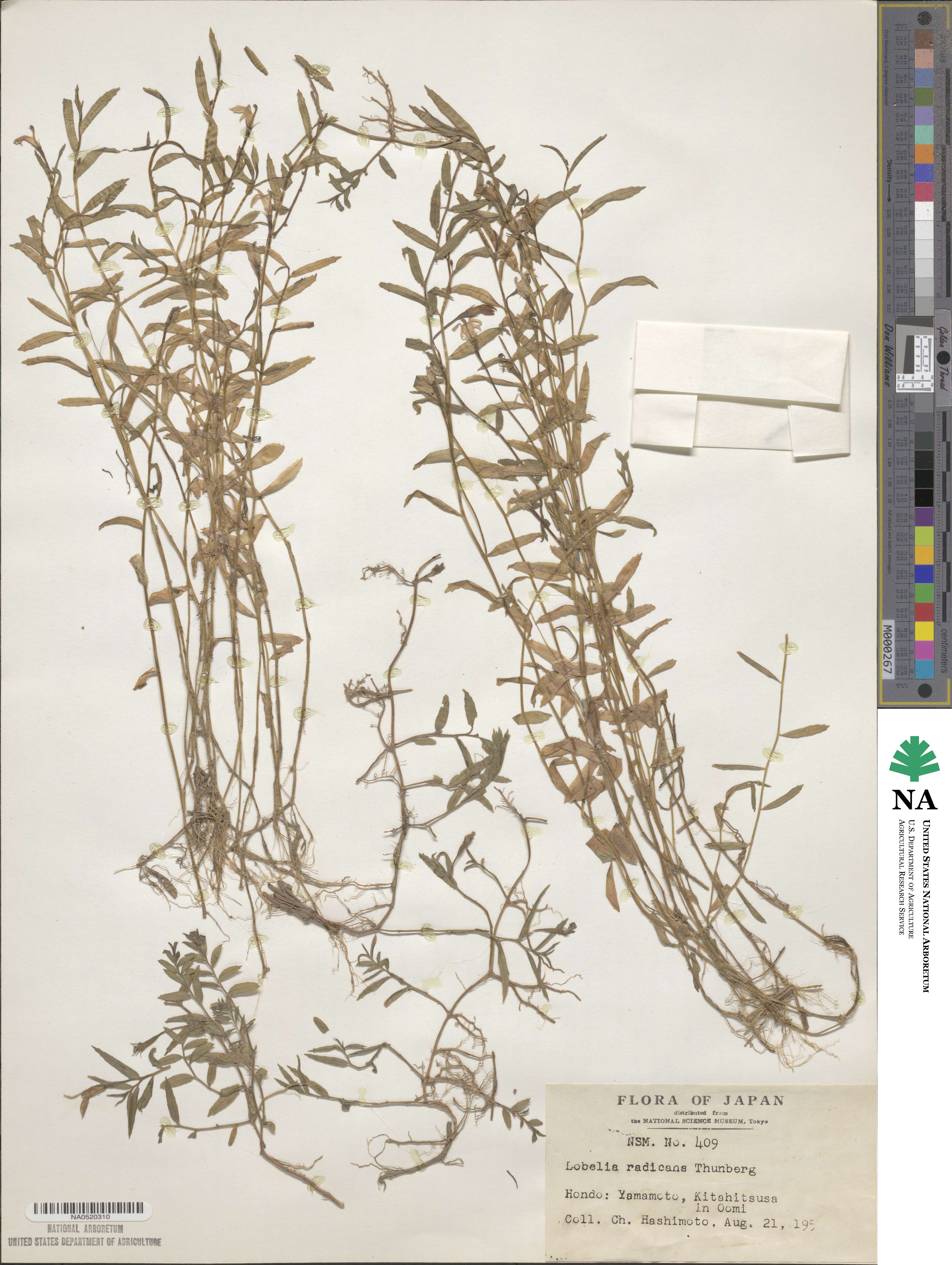 Lobelia chinensis image