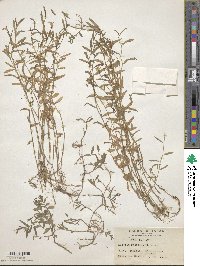 Lobelia chinensis image