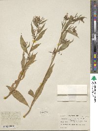 Lobelia pyramidalis image