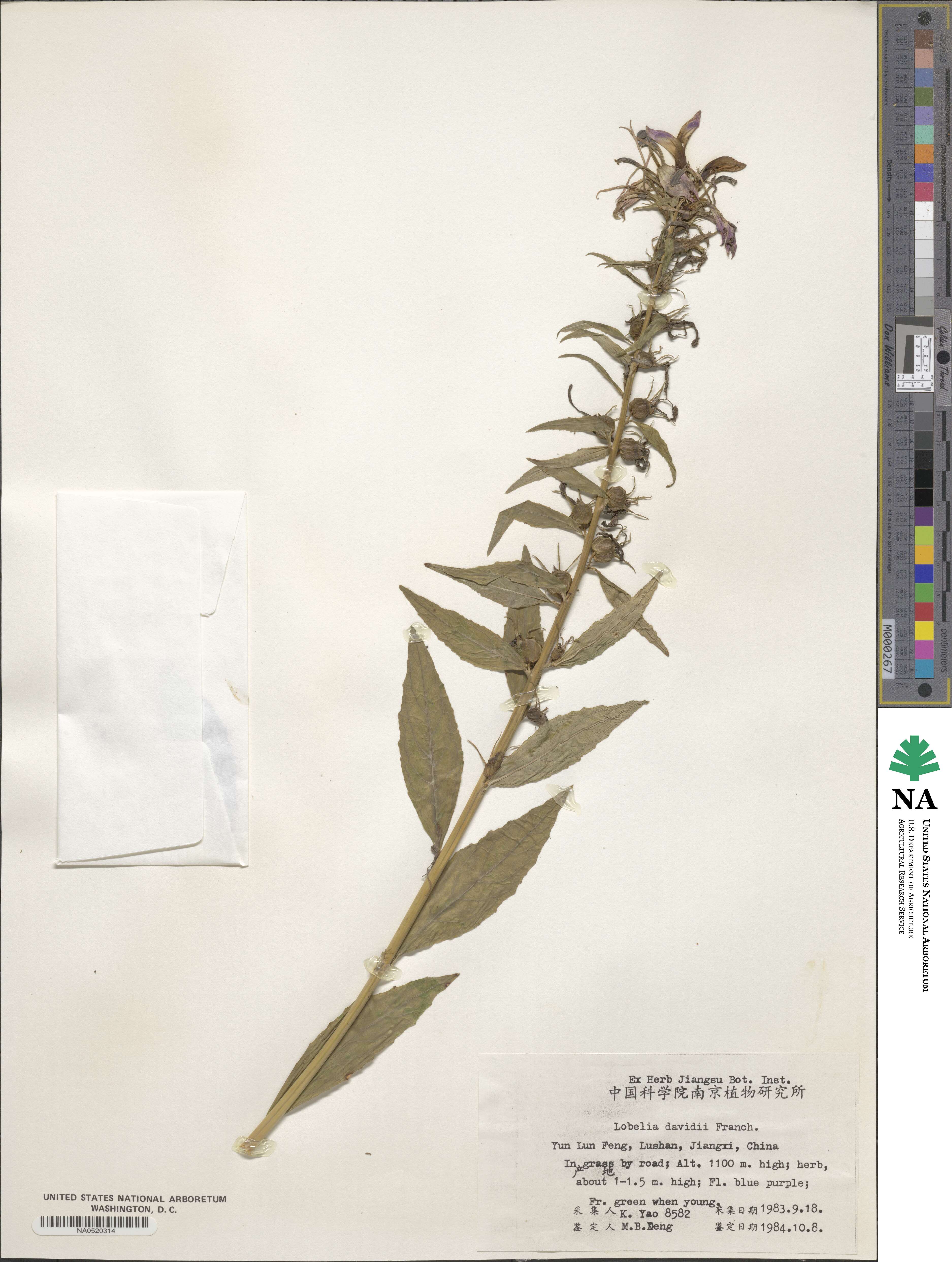 Lobelia davidii image