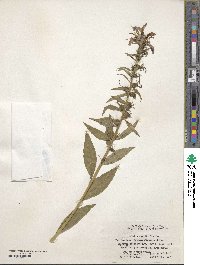 Image of Lobelia davidii