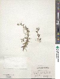 Lobelia chinensis image