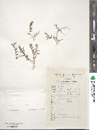 Lobelia chinensis image