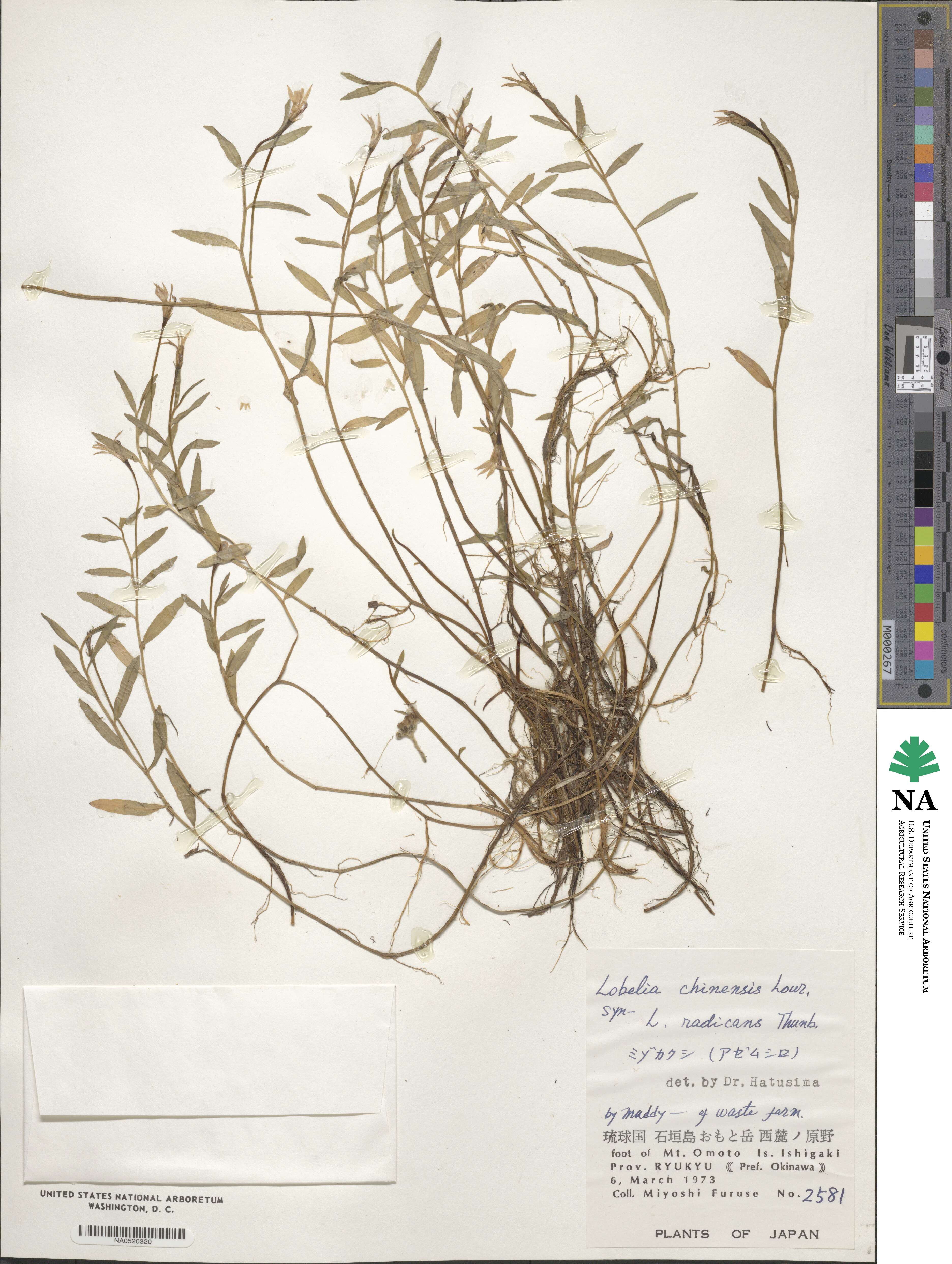 Lobelia chinensis image