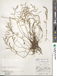 Lobelia chinensis image