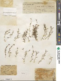 Lobelia chinensis image