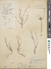 Lobelia chinensis image