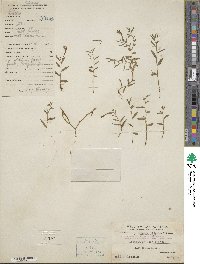 Lobelia chinensis image