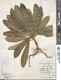 Lobelia boninensis image