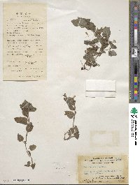 Lobelia affinis image