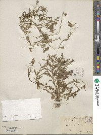 Lobelia erinus image