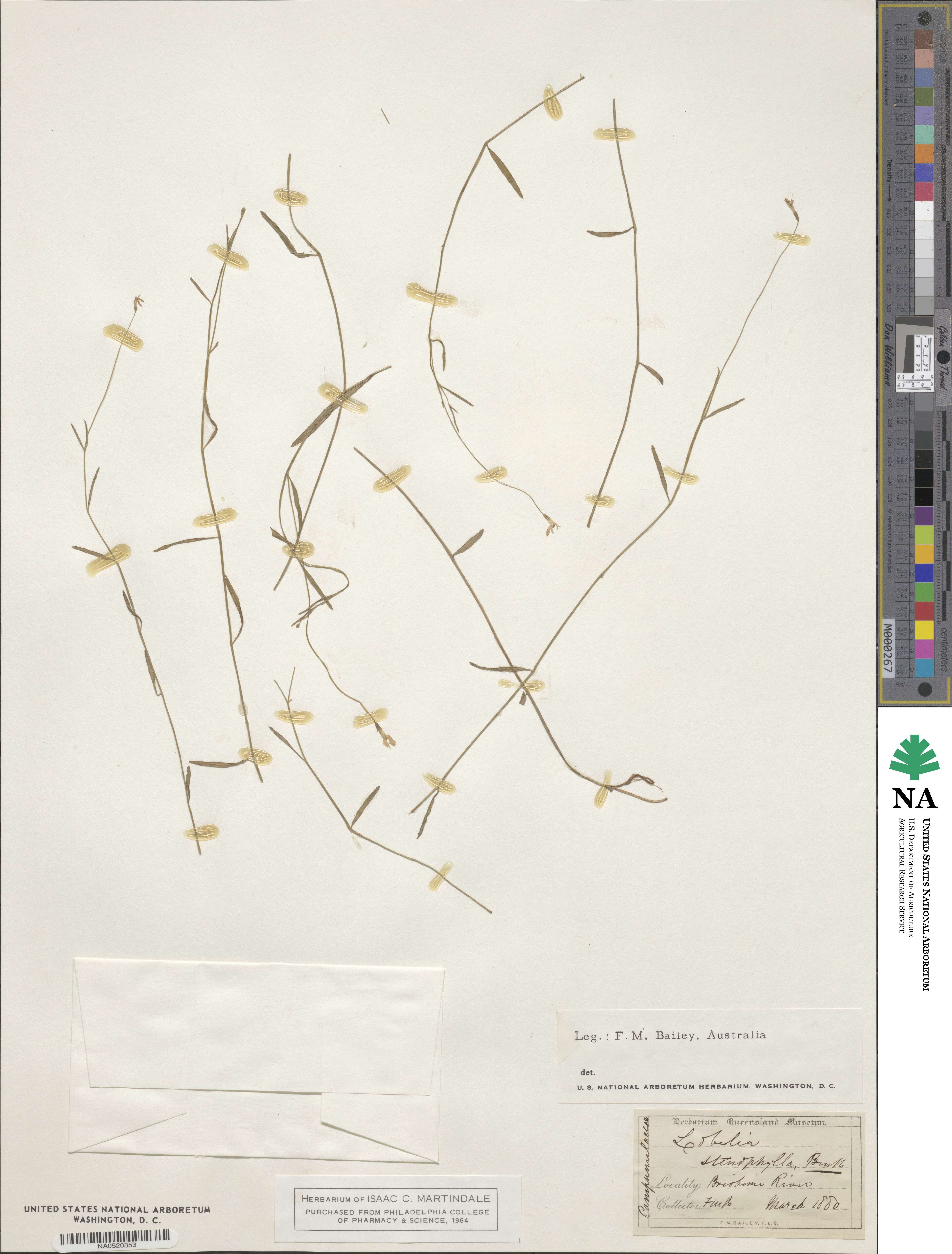 Lobelia stenophylla image