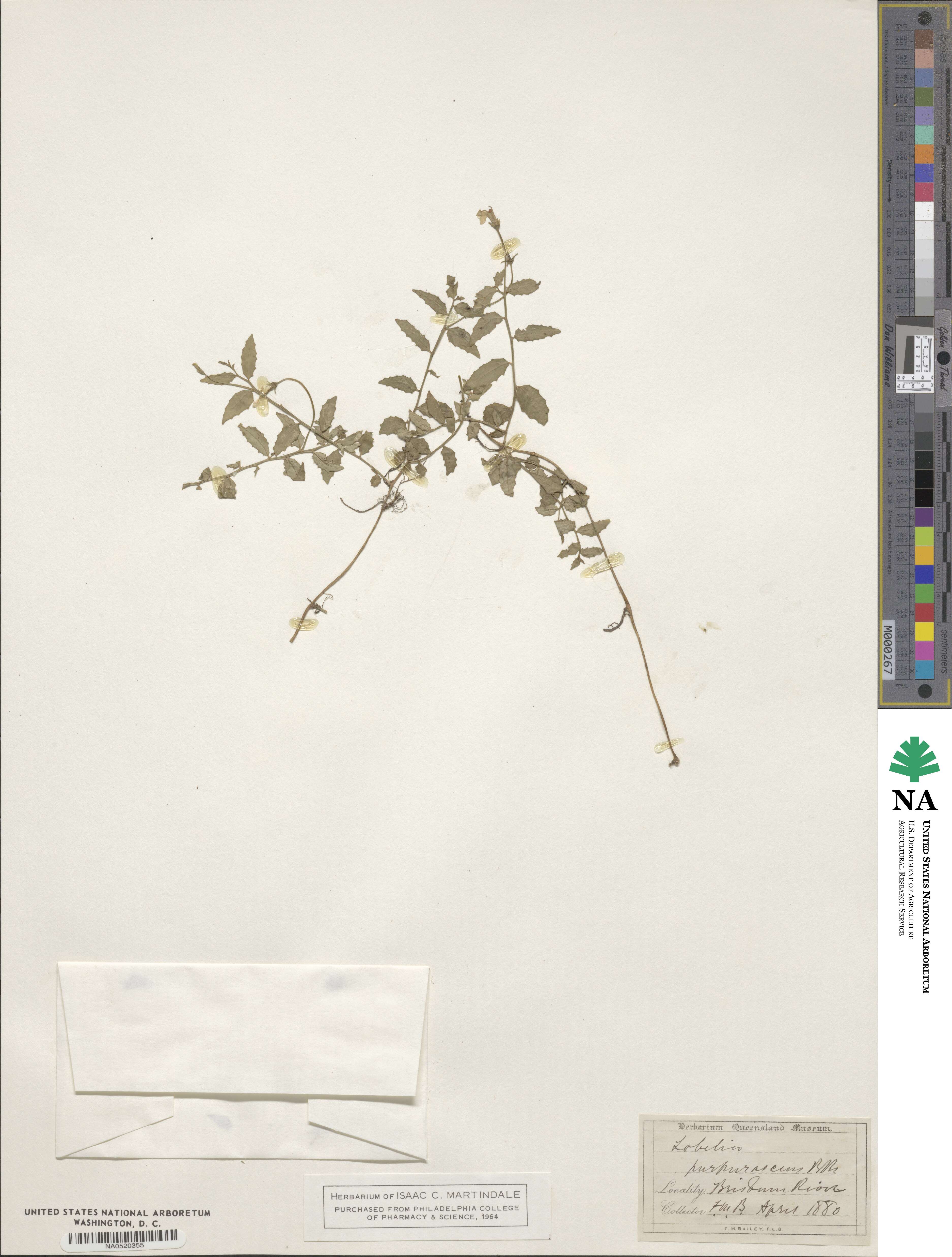 Lobelia purpurascens image