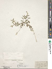 Lobelia purpurascens image