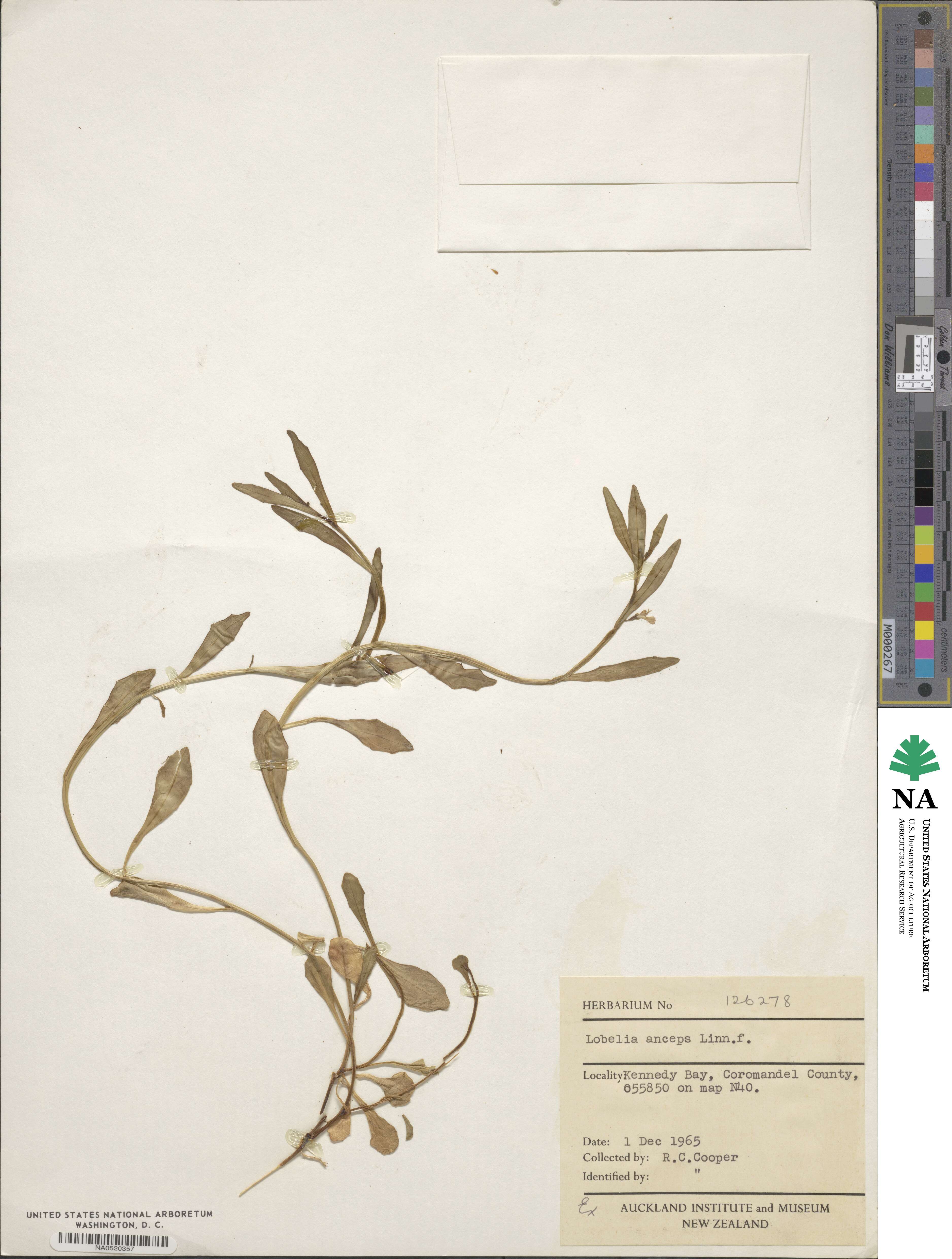 Lobelia anceps image