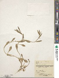 Lobelia anceps image