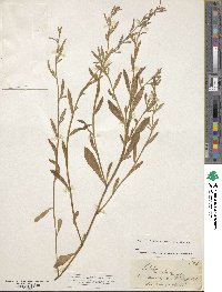 Lobelia anceps image