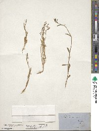 Lobelia anceps image