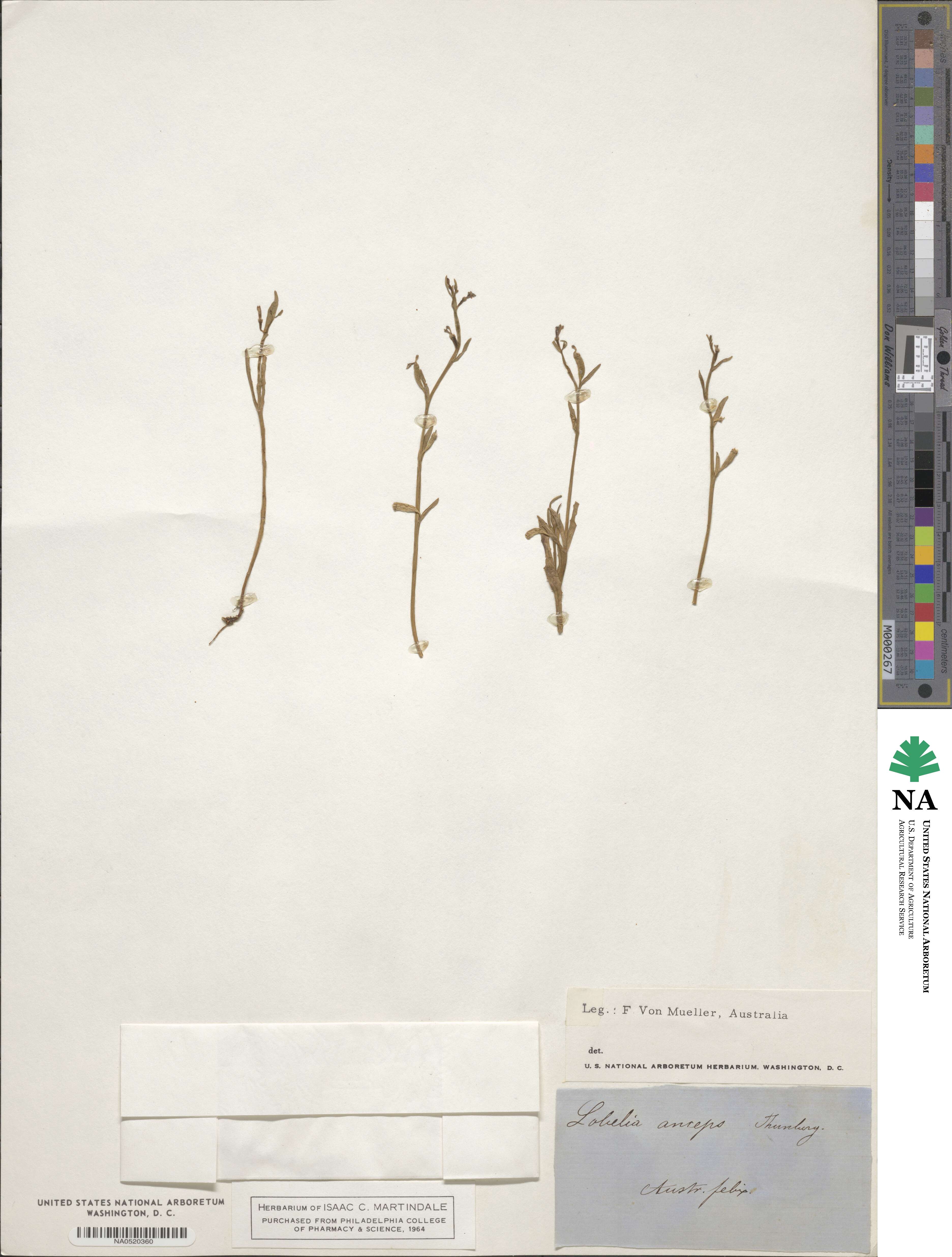 Lobelia anceps image