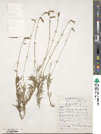 Lobelia tomentosa image