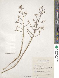 Lobelia linearis image