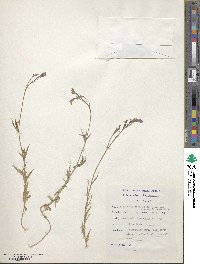 Lobelia flaccida image