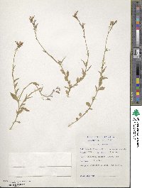 Lobelia flaccida subsp. flaccida image