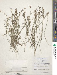 Lobelia erinus image