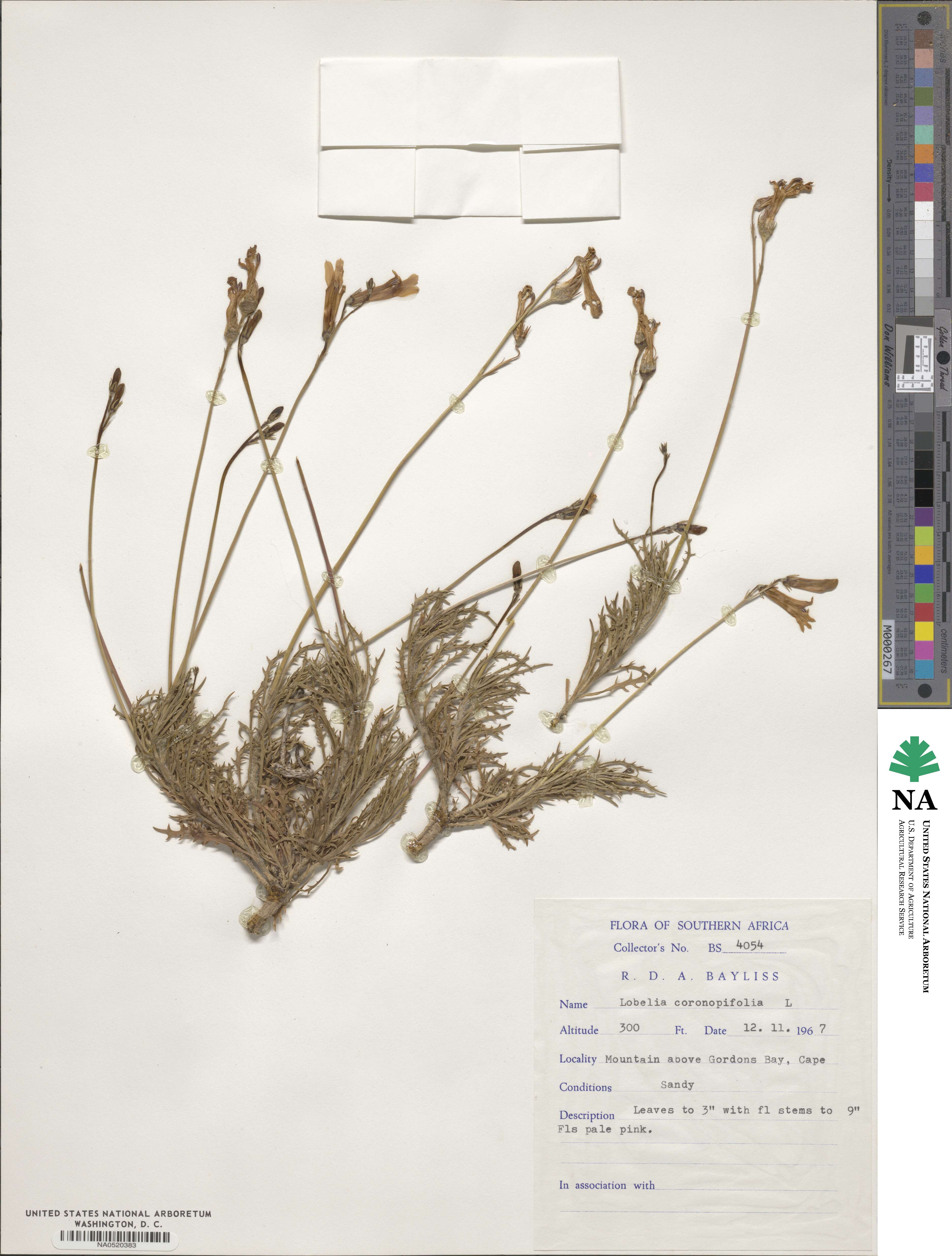 Lobelia coronopifolia image