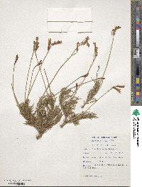 Image of Lobelia coronopifolia