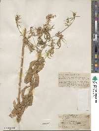 Lobelia pyramidalis image