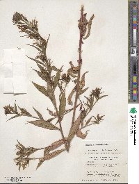 Lobelia pyramidalis image