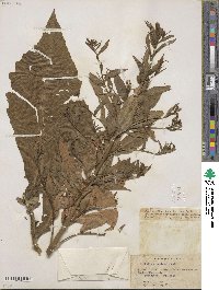 Lobelia pyramidalis image